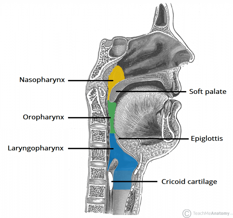 The Vagus Nerve (CN X) - Course - Functions - TeachMeAnatomy