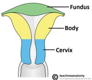 Diagram illustrating the three anatomical divisions of the uterus.