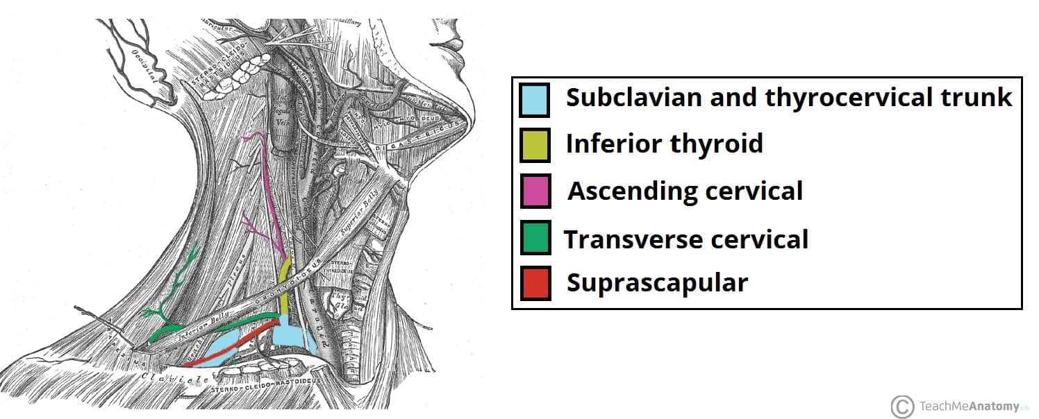 Major Arteries of the Head and Neck - Carotid - TeachMeAnatomy