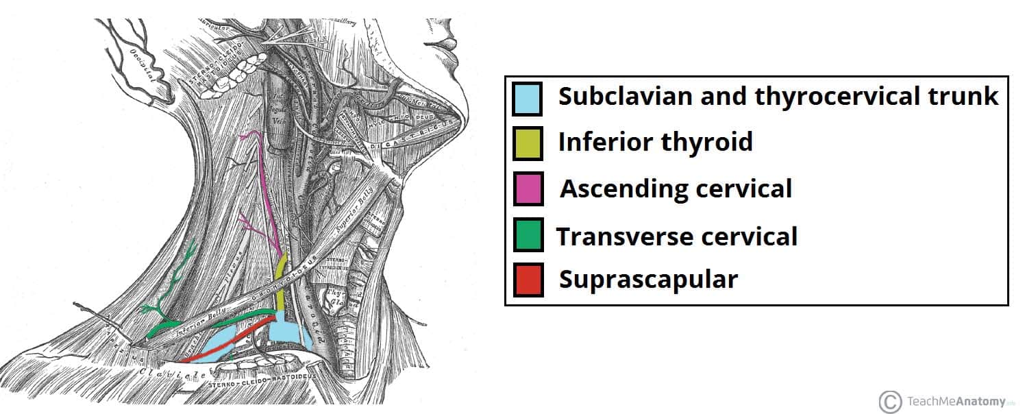 Major Arteries Of The Head And Neck Carotid Teachmeanatomy