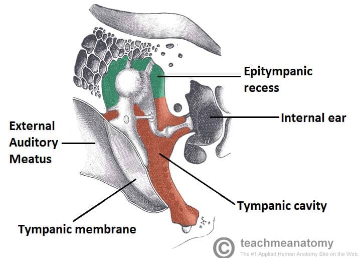 Stapes: Anatomy, structure and function