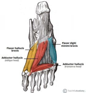 Diagram illustrating the third layer of plantar muscles in the foot, including Flexor Hallucis Brevis, Adductor Hallucis, and Flexor Digiti Minimi Brevis.