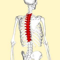 The Thoracic Spine Features Joints Ligaments Teachmeanatomy