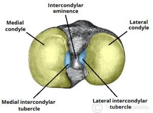 The Tibia - Proximal - Shaft - Distal - TeachMeAnatomy