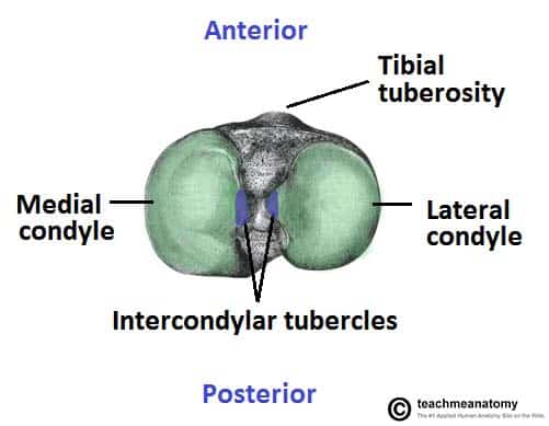 proximal tibia anatomy