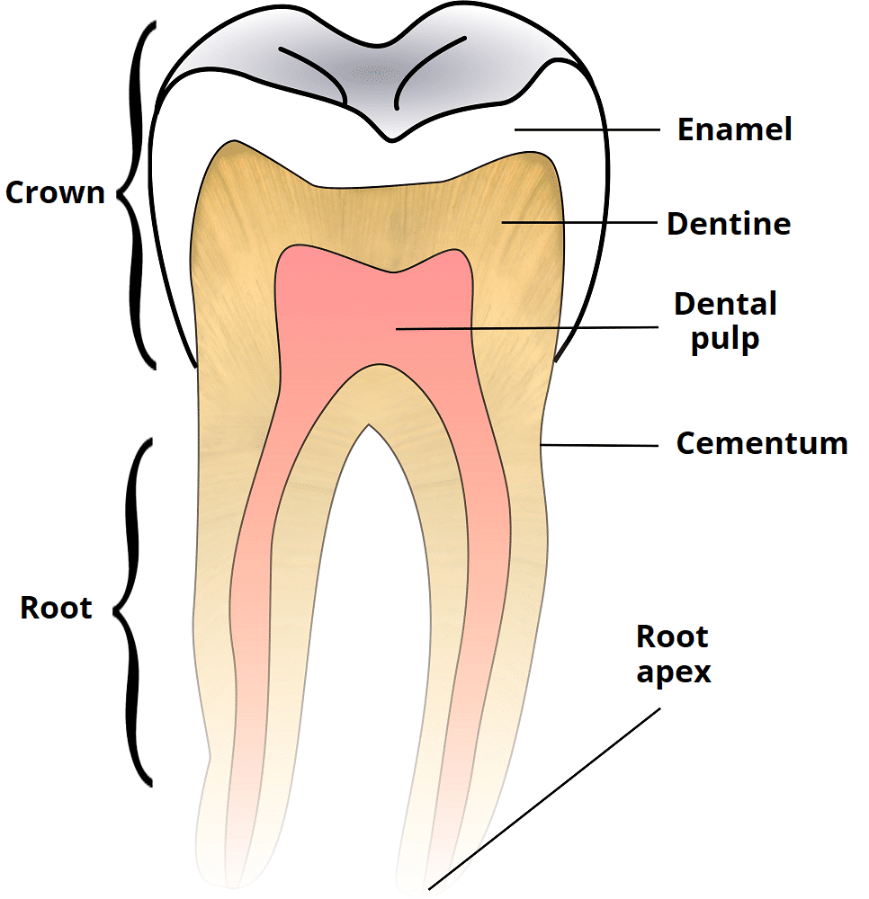 Child And Adult Dentition Teeth Structure Primary