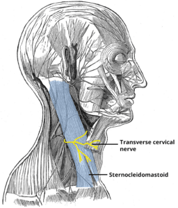 Illustration of the transverse cervical nerve emerging at the nerve point of the neck.