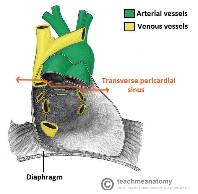 Fig 1.2 - The Transverse pericardial sinus, separating the major arteries and veins. Also note the close relationship of the fibrous pericardium and the diaphragm