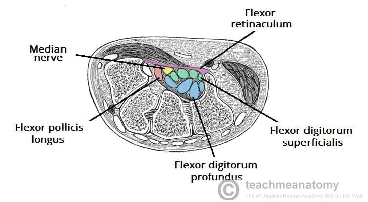 Fig 1 - Transverse section of the carpal tunnel. 