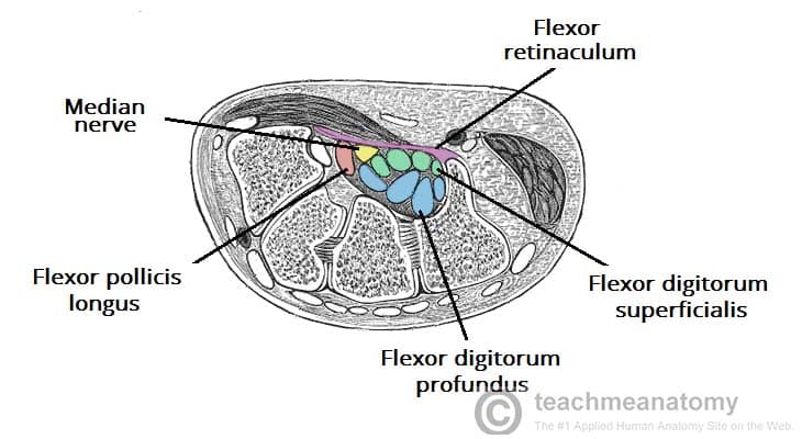 https://teachmeanatomy.info/wp-content/uploads/Transverse-Section-of-the-Carpal-Tunnel-Contents-and-Border-of-the-Carpal-Tunnel.jpg?utm_source=chatgpt.com
