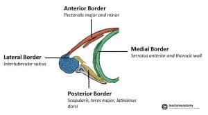 Transverse section of the axilla region highlighting its borders.