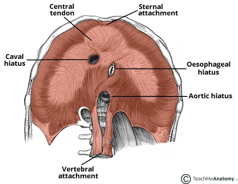 Fig 1.1 - View of the inferior surface of the diaphragm. Note the three openings.