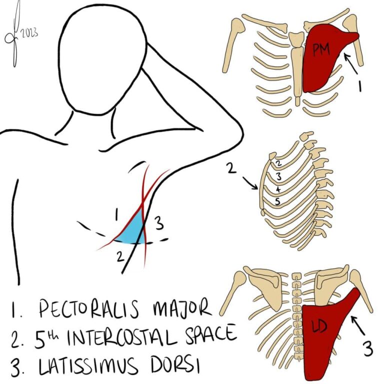 Triangular Sign Chest Thoracic Wall Vasculature – Arterial Supply, Venous Drainage ...