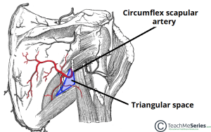 Diagram illustrating the circumflex scapular artery passing through the triangular space into the posterior scapular region.