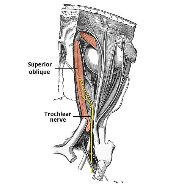 trochlear nerve function test