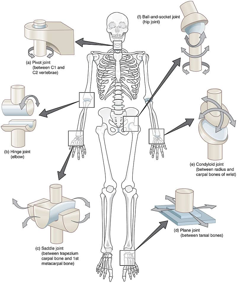 three types of fibrous joints