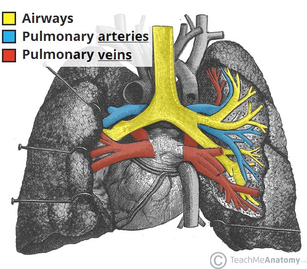pulmonary lobule model