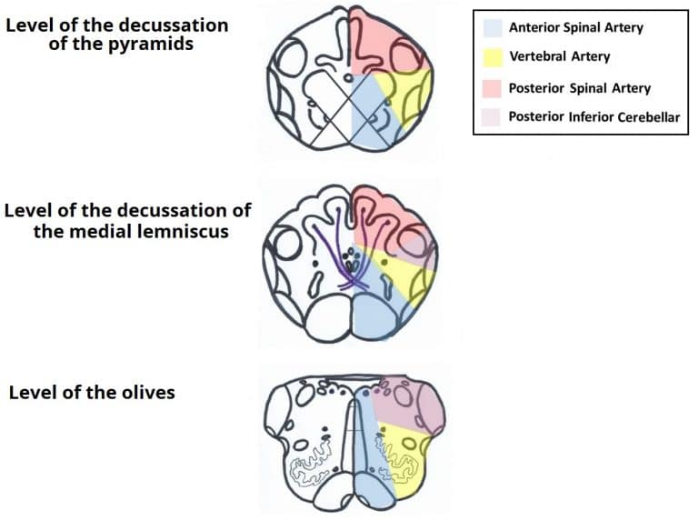 The Medulla Oblongata - Internal Structure - Vasculature - TeachMeAnatomy