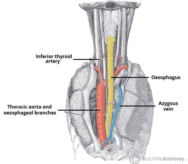 Fig 1.2 - Posterior view of the oesophagus. Some of the thoracic vasculature is noted.