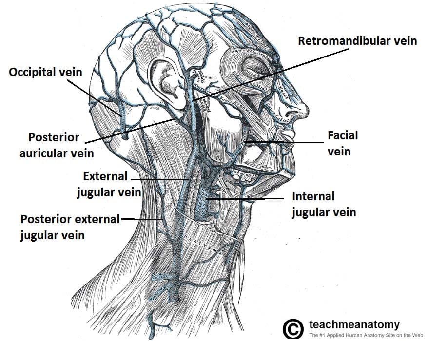 dermatomes face