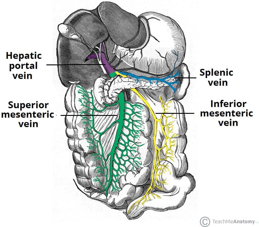 spleen at splenic flexure
