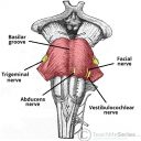Internal Pons The Pons - Function - Location - Vasculature - TeachMeAnatomy