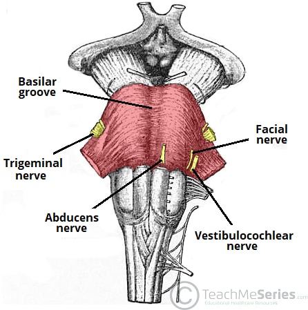 facial nerve brainstem