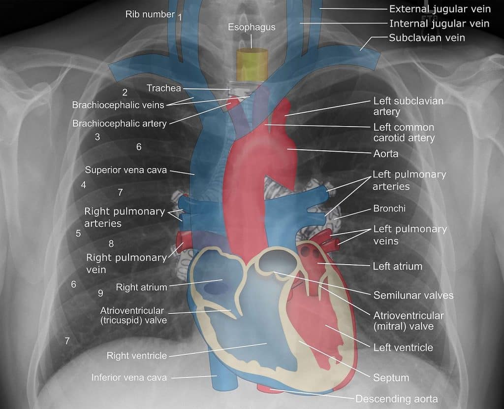 Imaging modalities teachmeanatomy