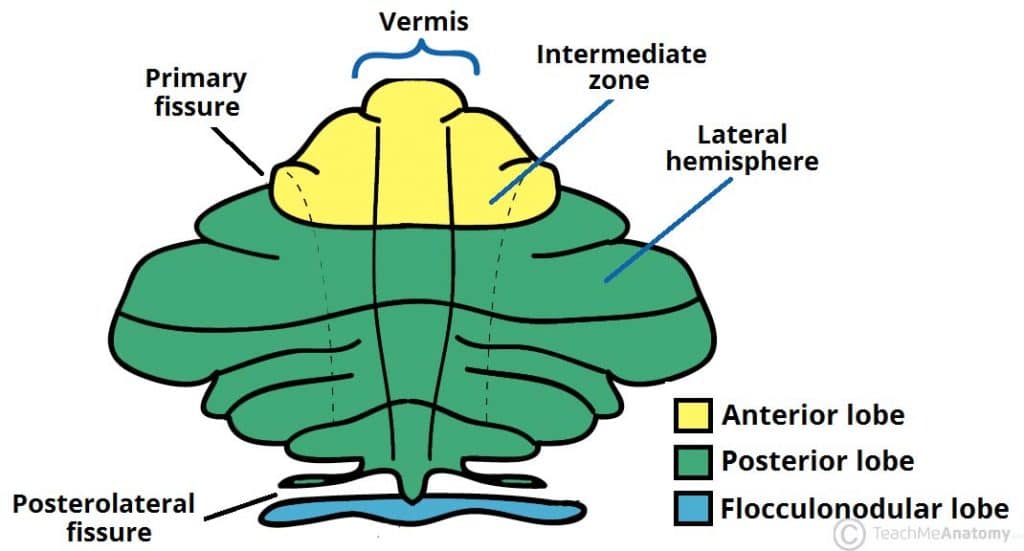 Fig 1.2 - Superior view of an "unrolled" cerebellum, placing the vermis in one plane.