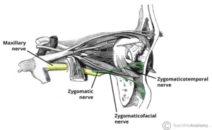 Illustration of the zygomatic nerve's course and branches stemming from the maxillary nerve.