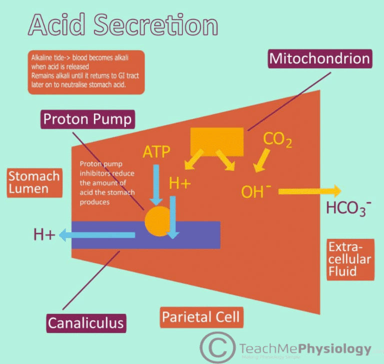 Gastric Acid Production - Regulation - PPI - TeachMePhysiology