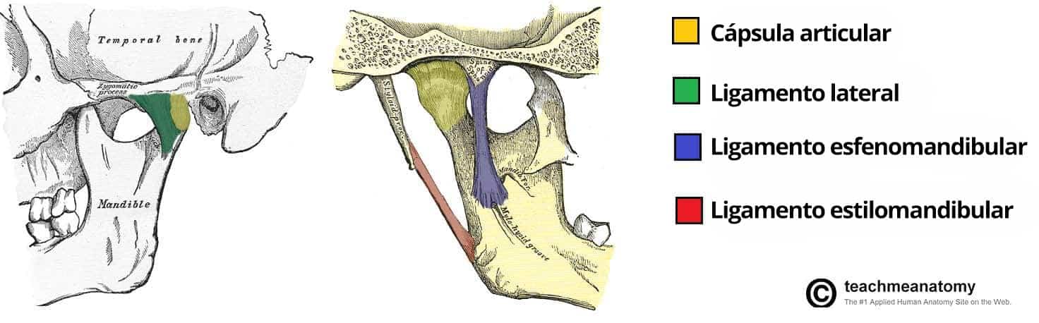 Diagrama que ilustra la cápsula articular y los ligamentos accesorios de la articulación temporomandibular.