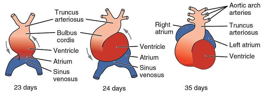 Development Of The Cardiovascular System Teachmeanatomy | The Best Porn ...